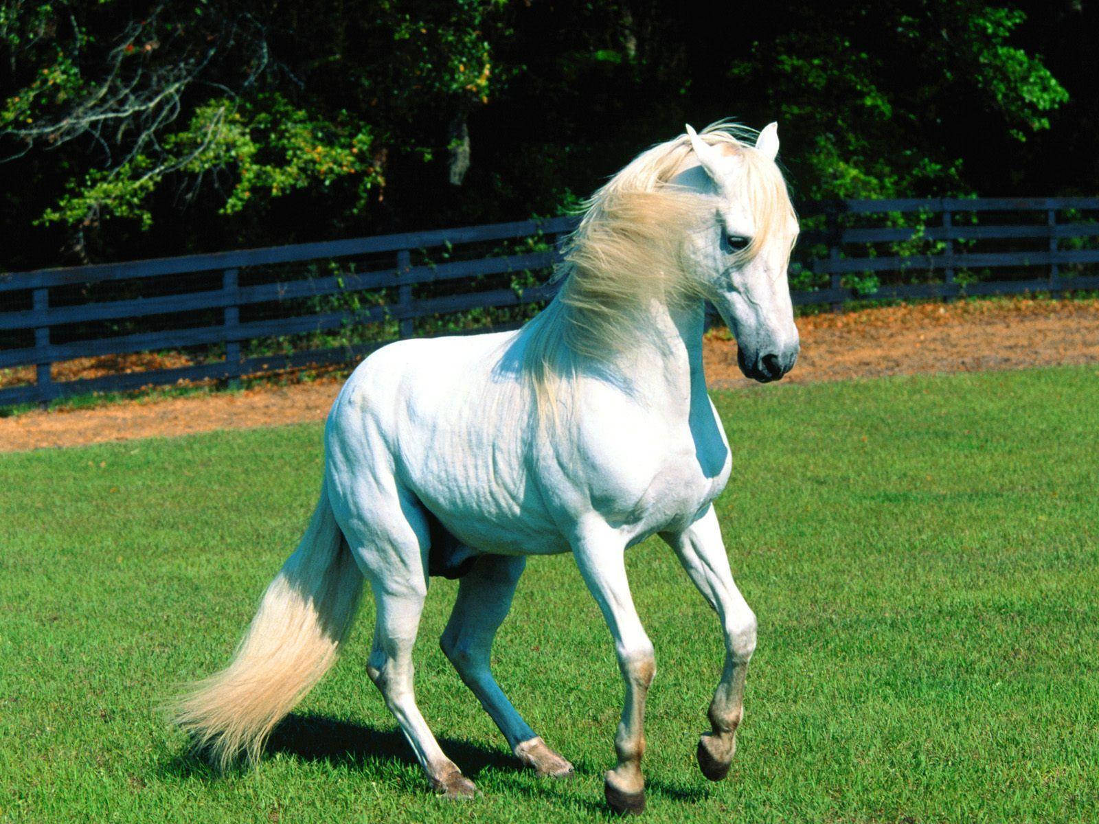 Cute Horse On Green Field Wallpaper