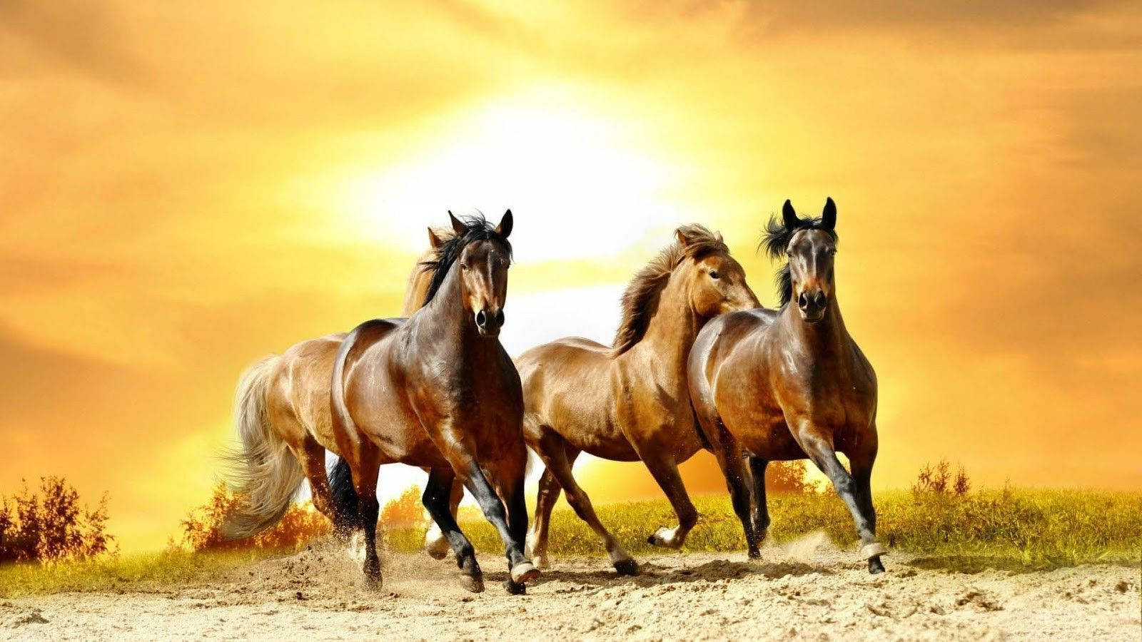 Cute Horses On A Sandy Field Wallpaper