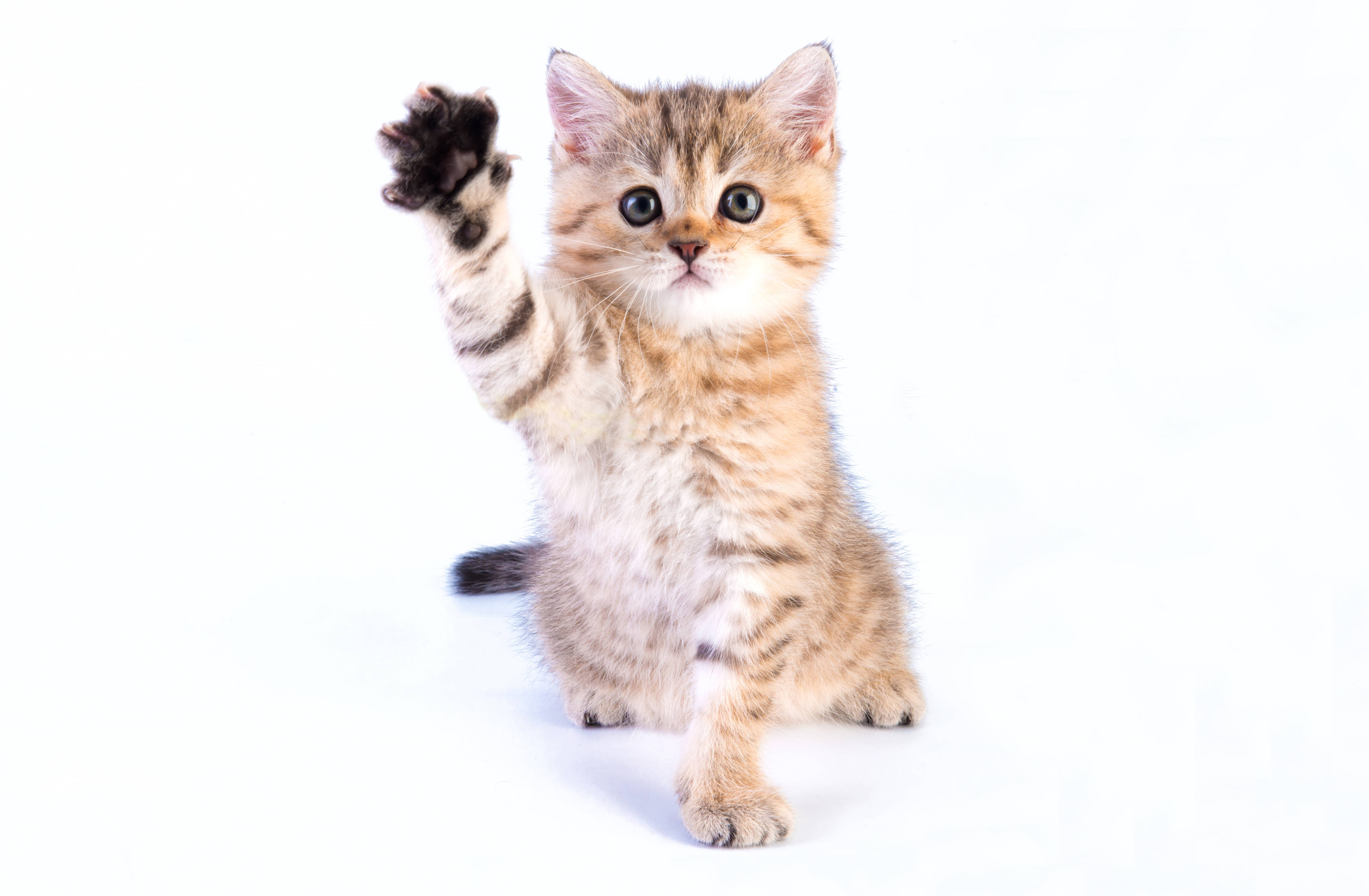 Cute Kitty Giving High Five Wallpaper