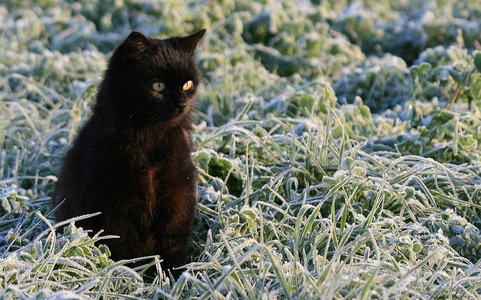 Cute Kitty In Flower Field Wallpaper