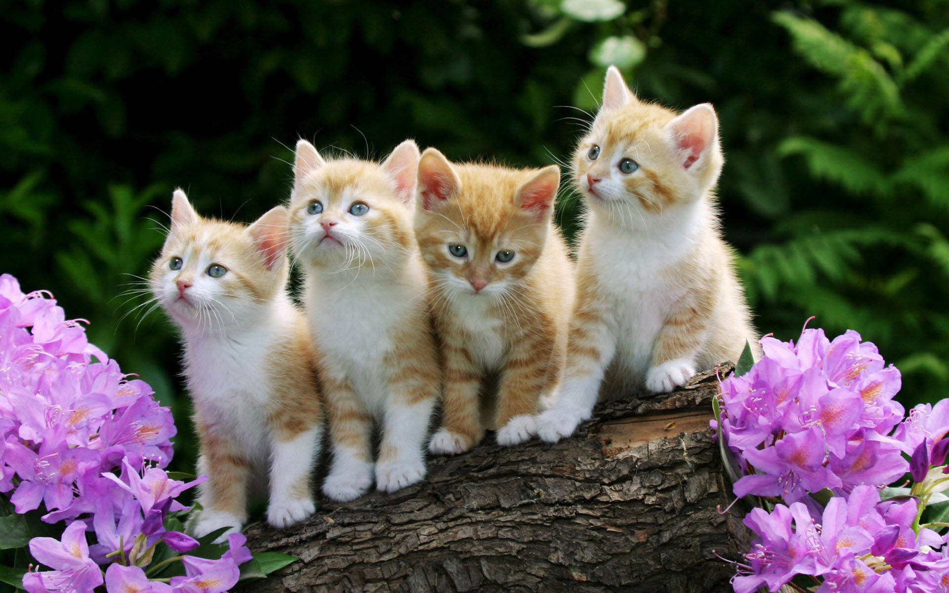 Cute Kitty Litter Photo Wallpaper