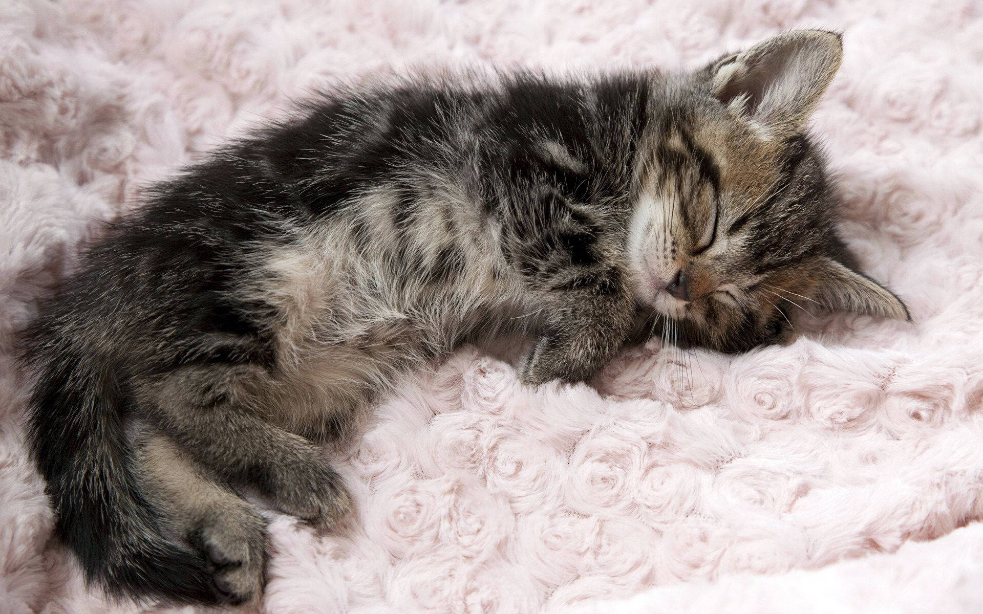 Cute Kitty Sleeping Peacefully Wallpaper