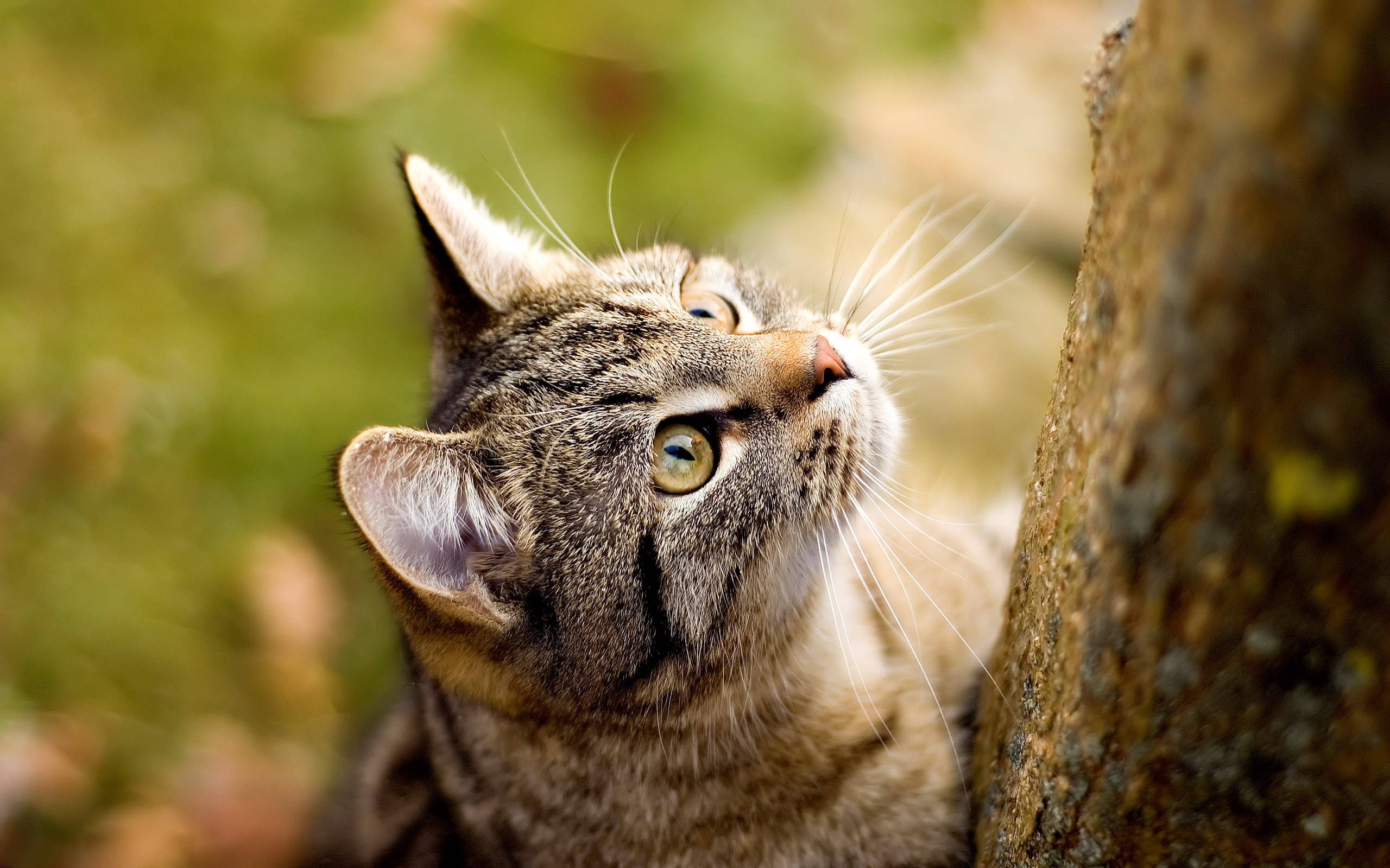 Cute Kitty Tree Hunter Wallpaper