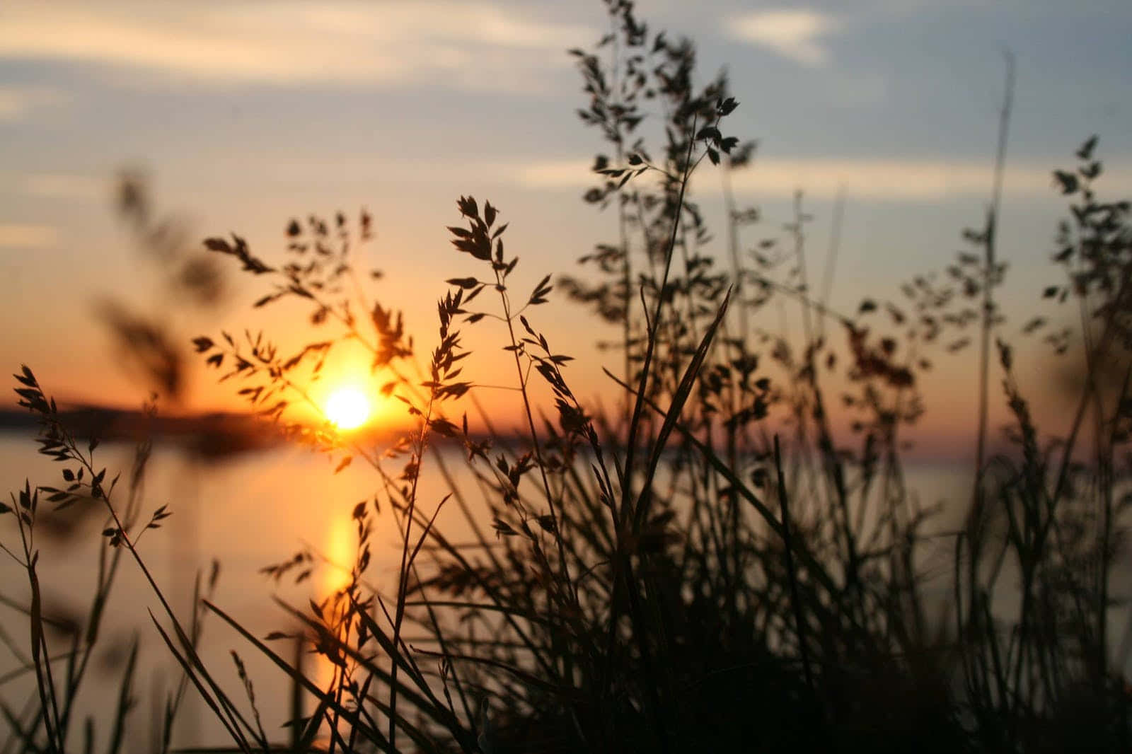 Cute Lake Wildflowers At Sunset Wallpaper