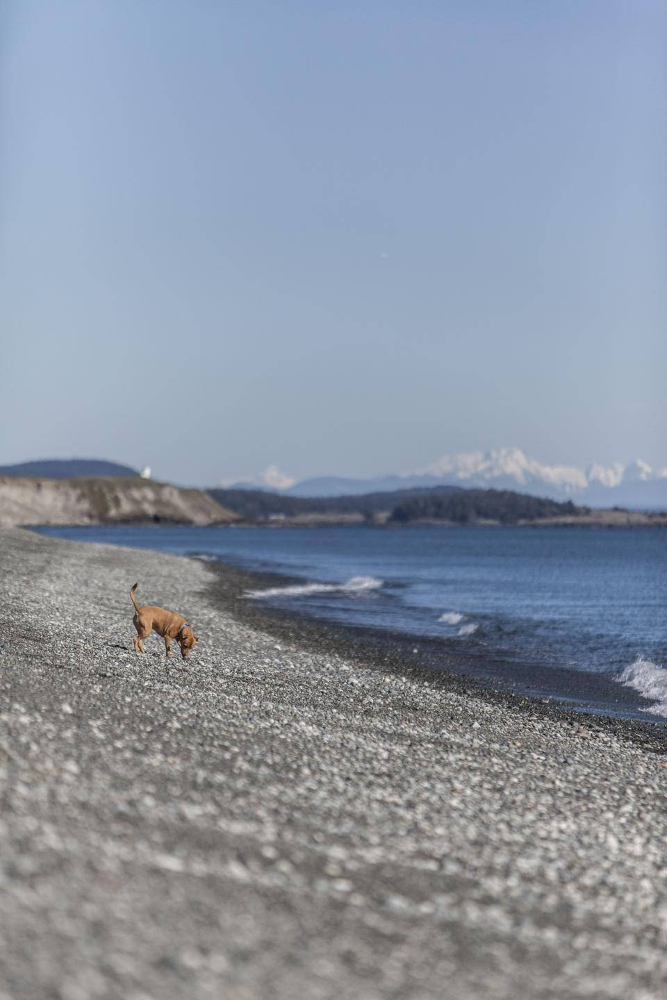 Cute Puppy On The Beach Wallpaper