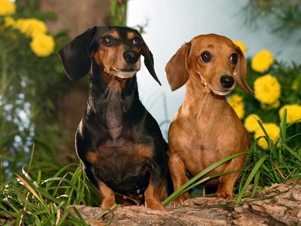 Dachshund Dog Breeds Wallpaper