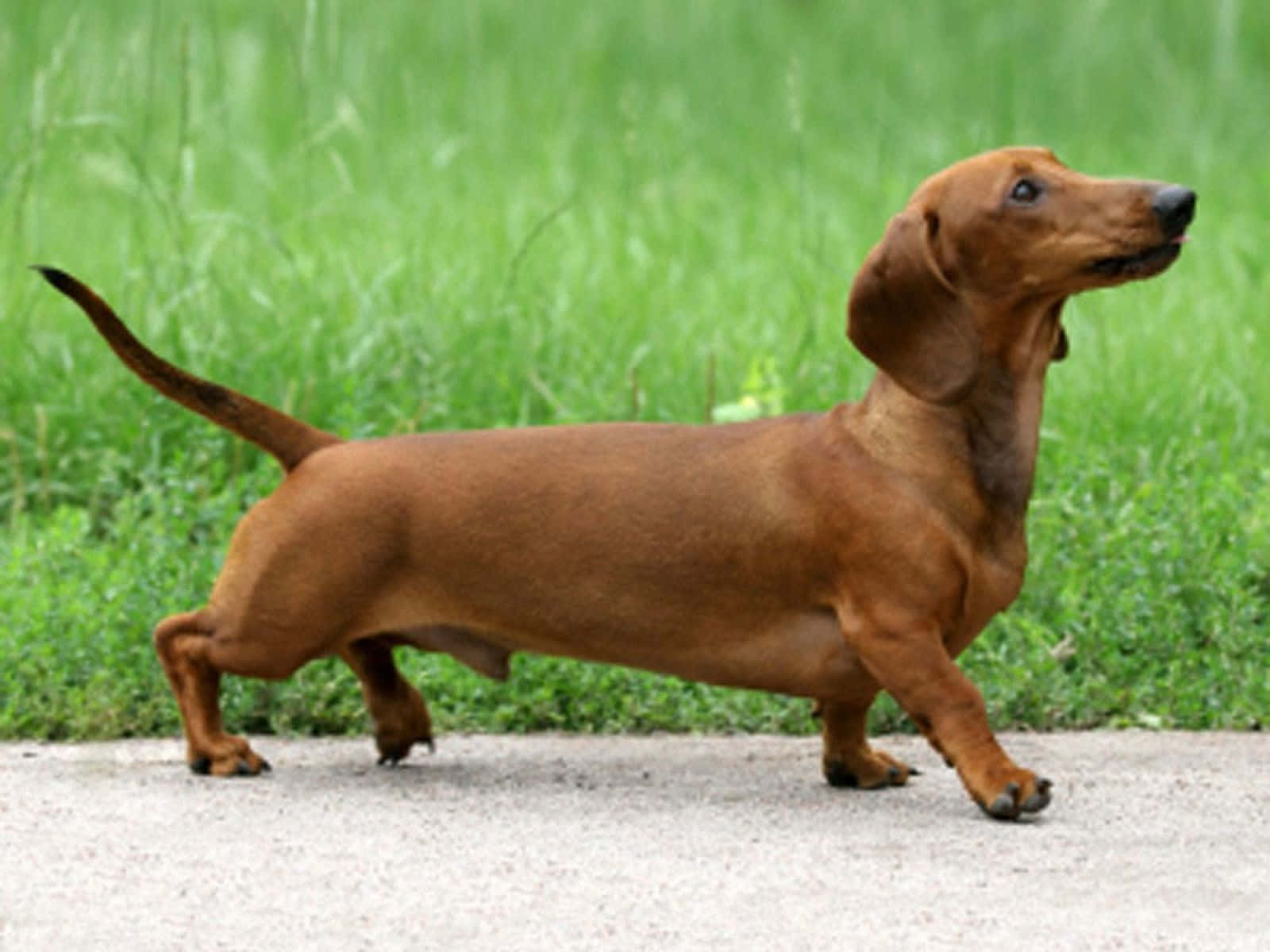 Dachshund Walking Wallpaper