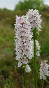 Dactylorhiza Fuchsii Orchid Variety Wallpaper