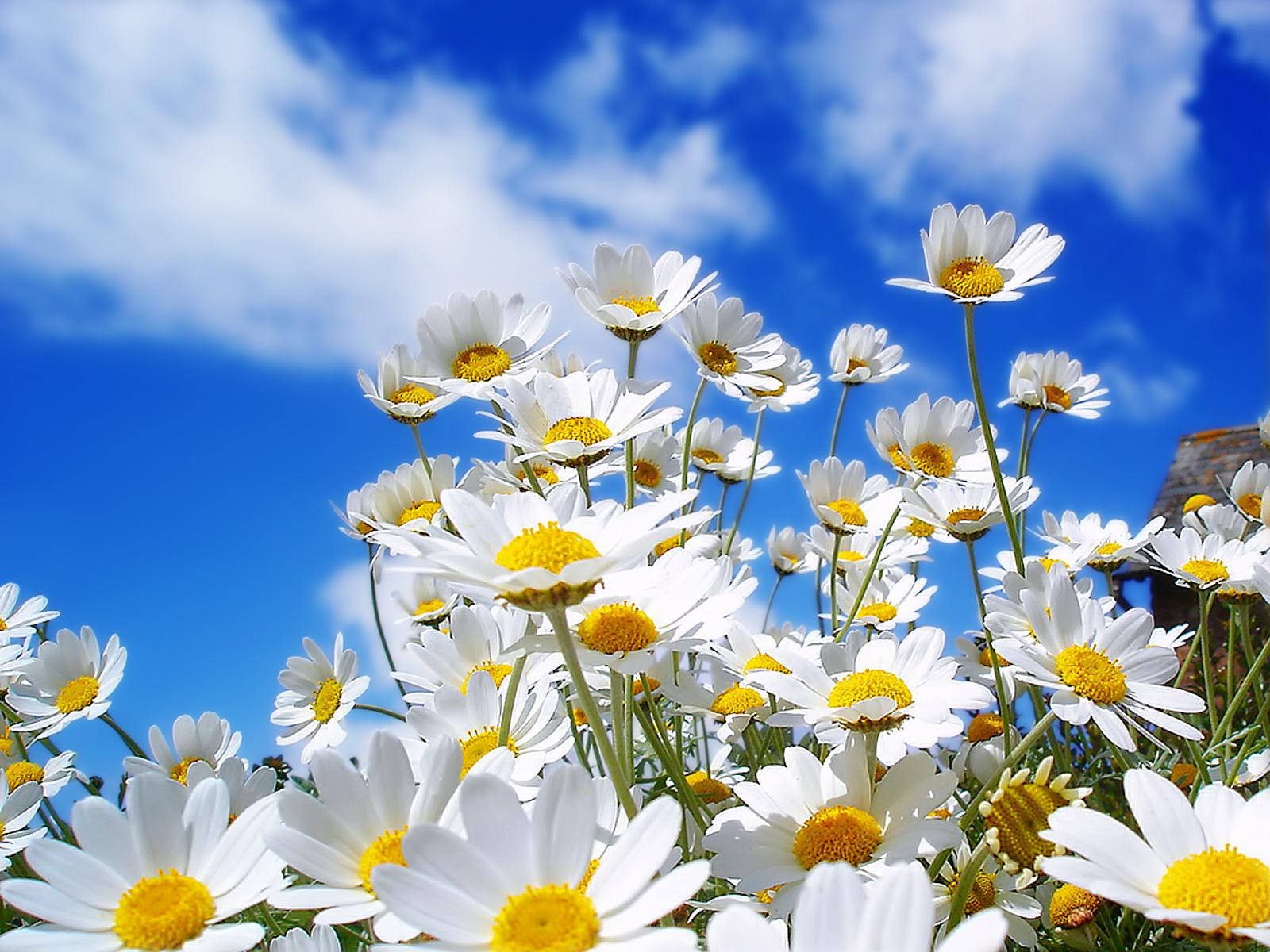 Daisies Spring Flowers Wallpaper