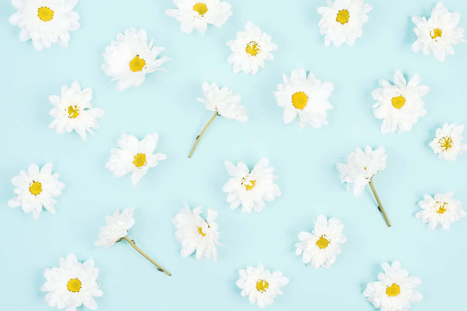 Daisy Aesthetic Computer Flat Lay Blue Wallpaper