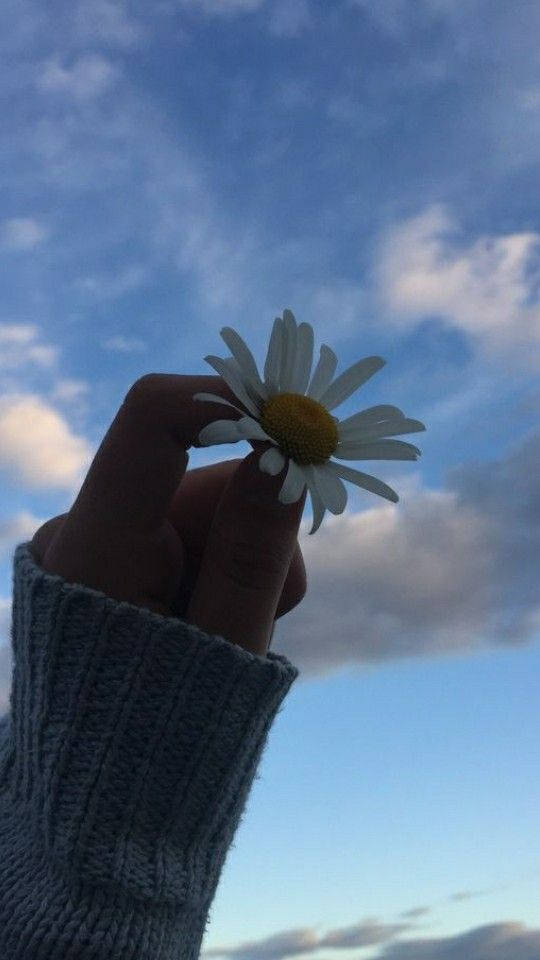 Daisy Under Cloudy Sky Pfp Aesthetic Wallpaper