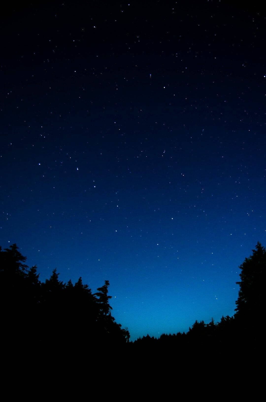 Dark Blue Background Starry Night Forest Wallpaper