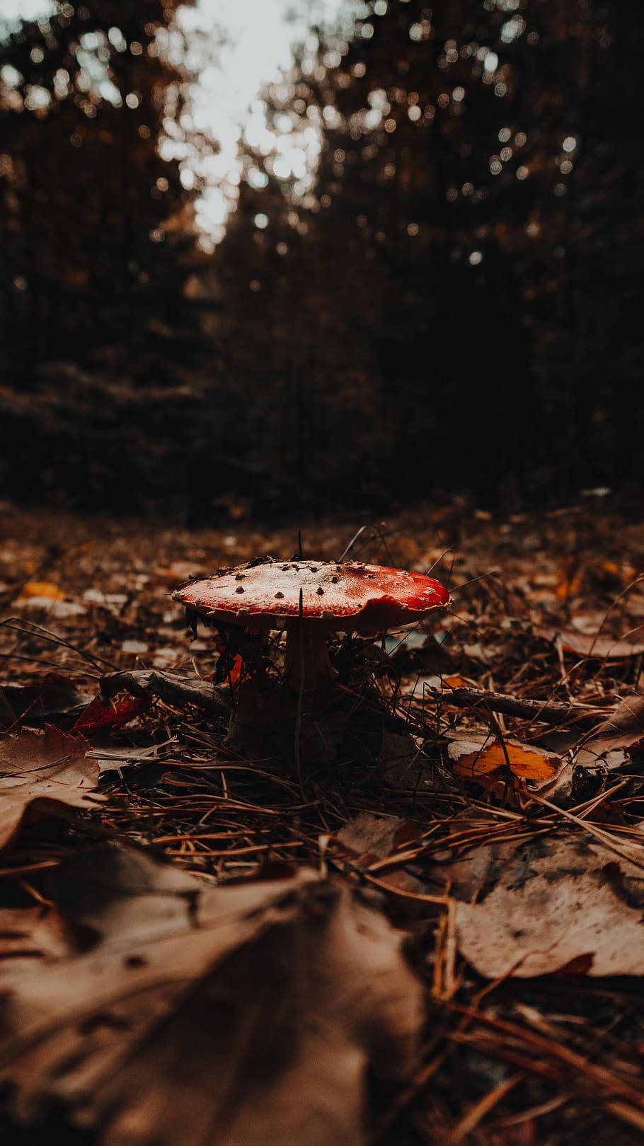 Dark Brown Aesthetic Mushroom Wallpaper