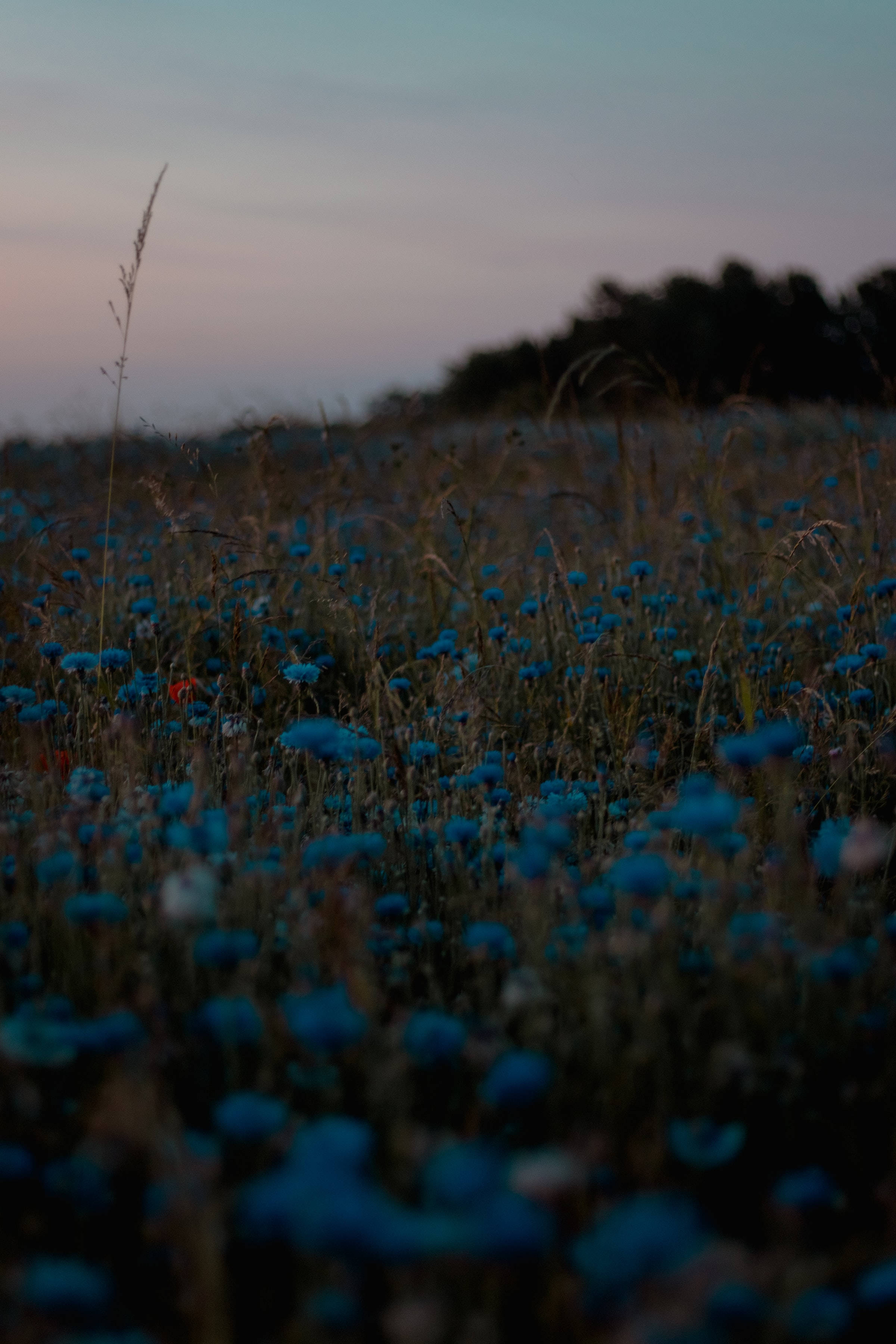 Dark Cute Blue Aesthetic Flower Garden Wallpaper