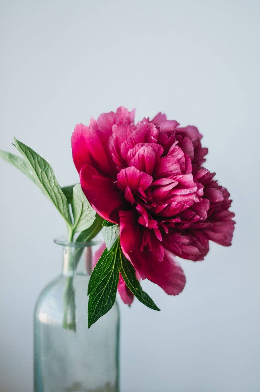 Deep Pink Peony Wallpaper