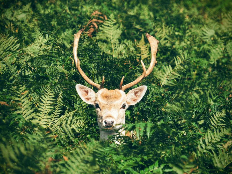 Deer Head Among Green Fern Deer Hunting Wallpaper