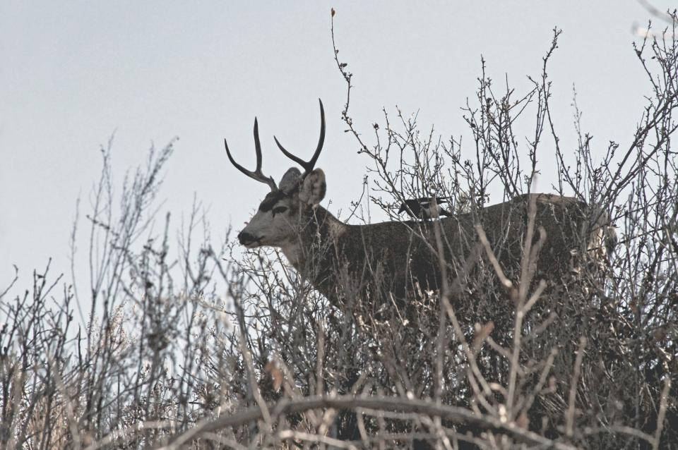 Deer In Camouflage Deer Hunting Wallpaper