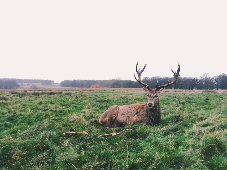 Deer Relaxing On Grass Deer Hunting Wallpaper