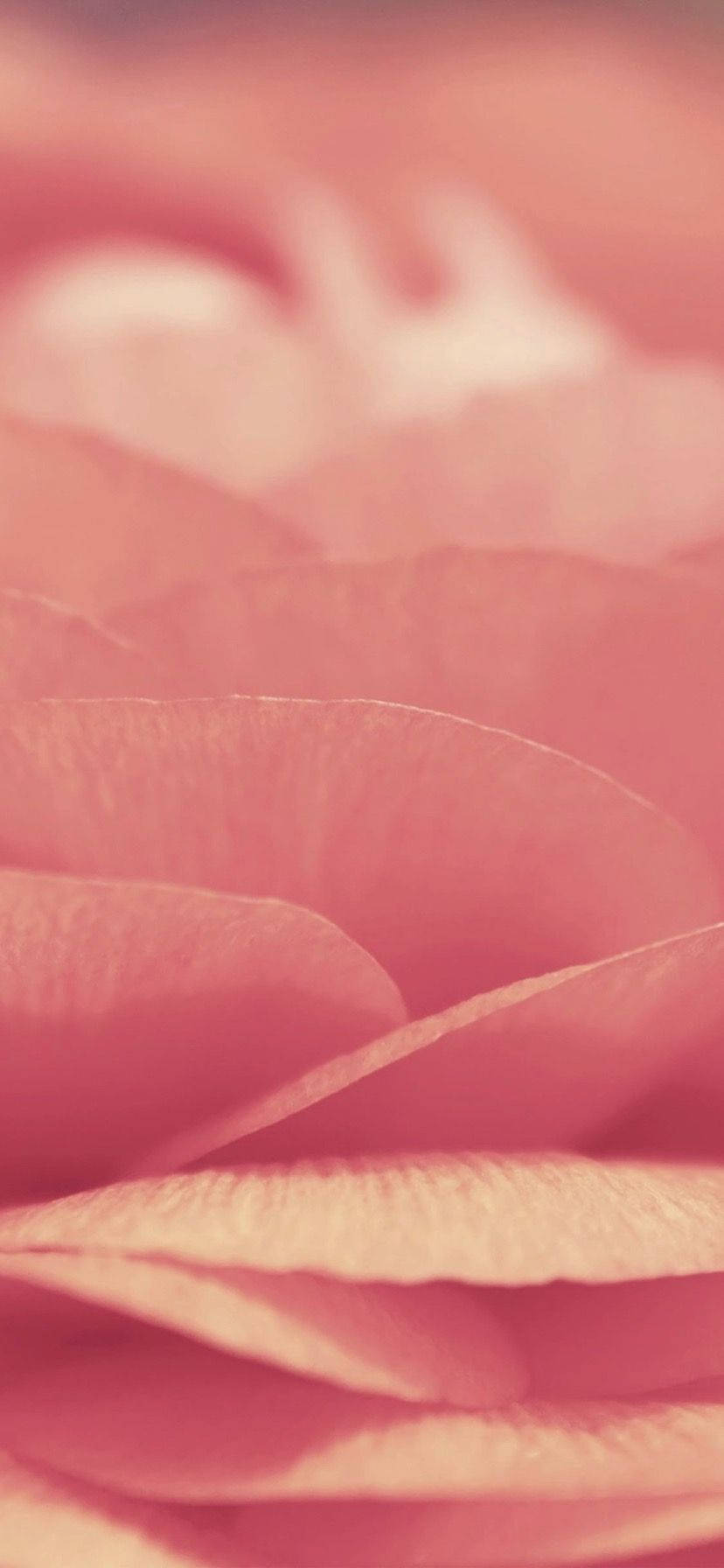 Delicate Pink Petals On The Iphone Xr Wallpaper