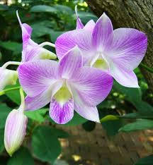 Dendrobium Orchid Variety Wallpaper