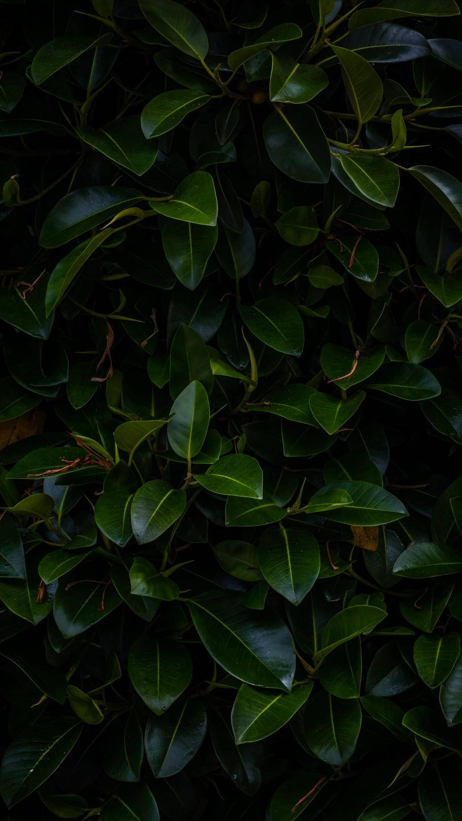 Dim Light Leaves Iphone Wallpaper