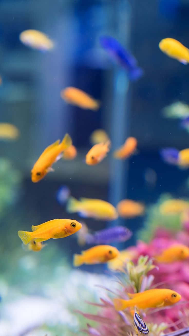 Dive Into A Virtual Aquarium With Your Iphone Wallpaper