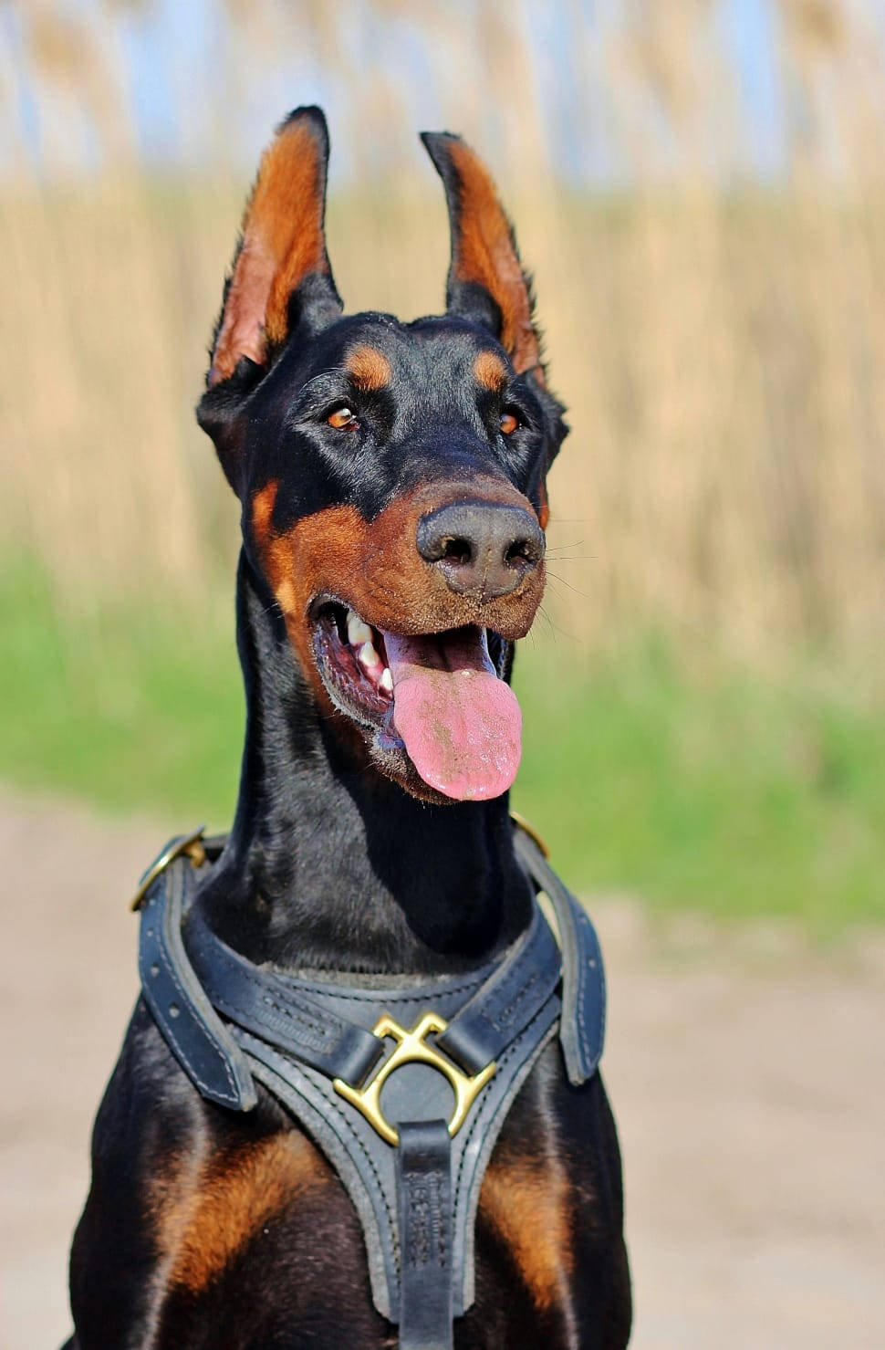 Doberman Pinscher Wearing Leash Vest Wallpaper