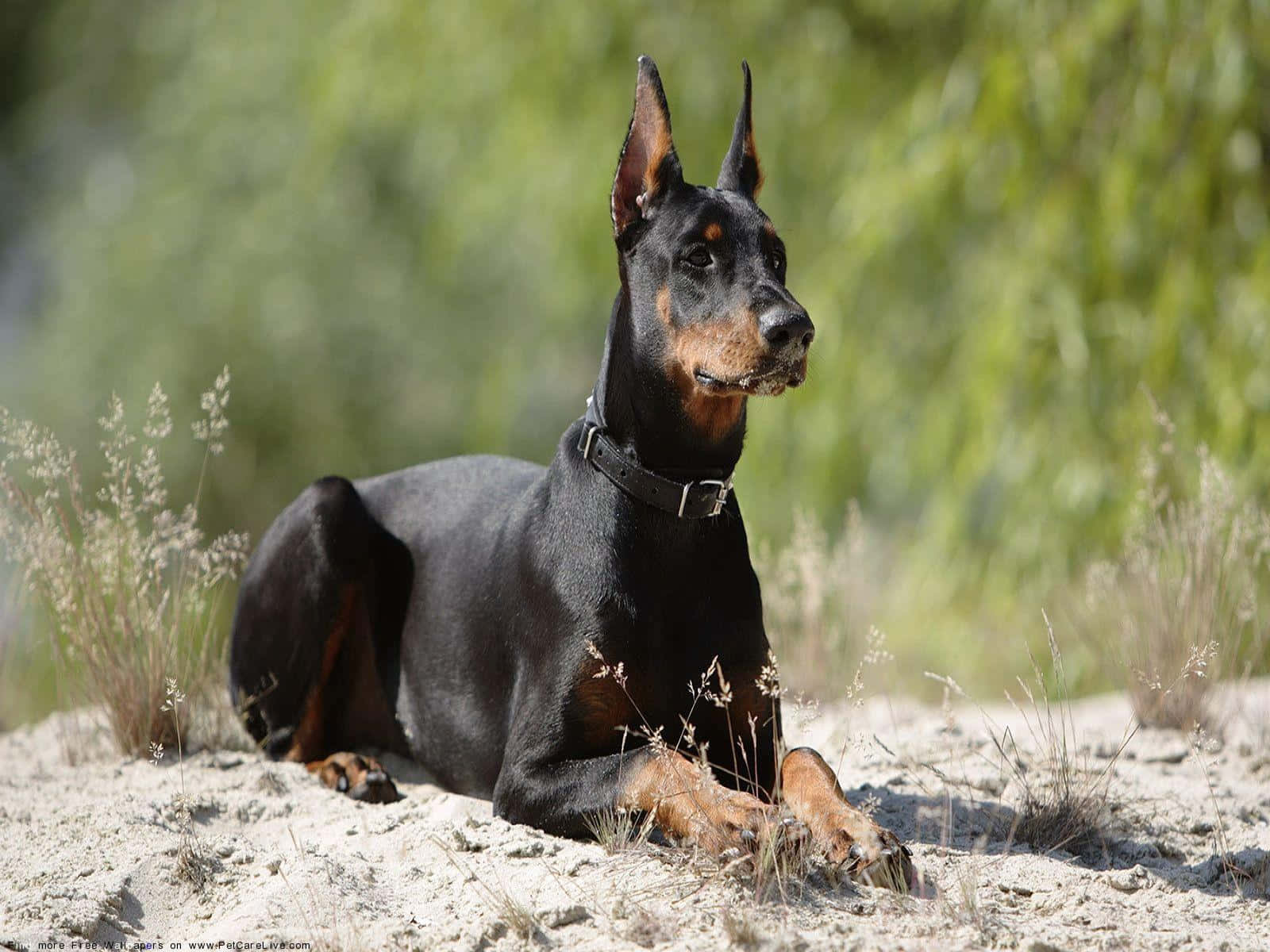 Doberman Pinschers - Doberman Pinschers - Doberman Pinschers Wallpaper