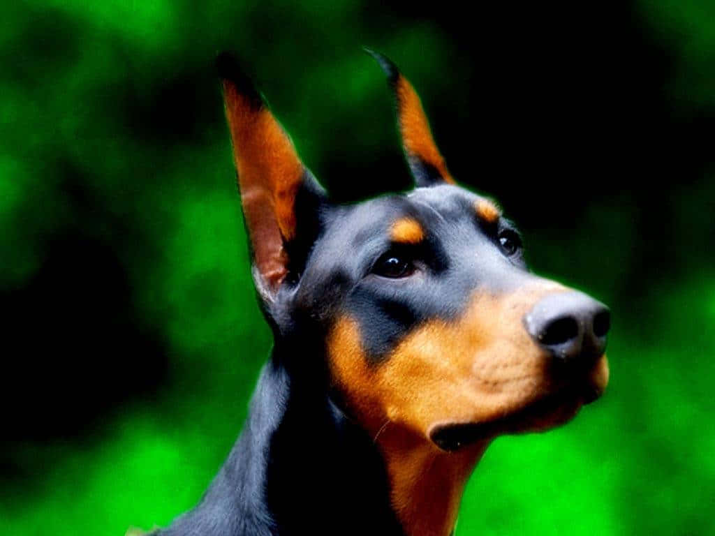 Doberman Side Wallpaper