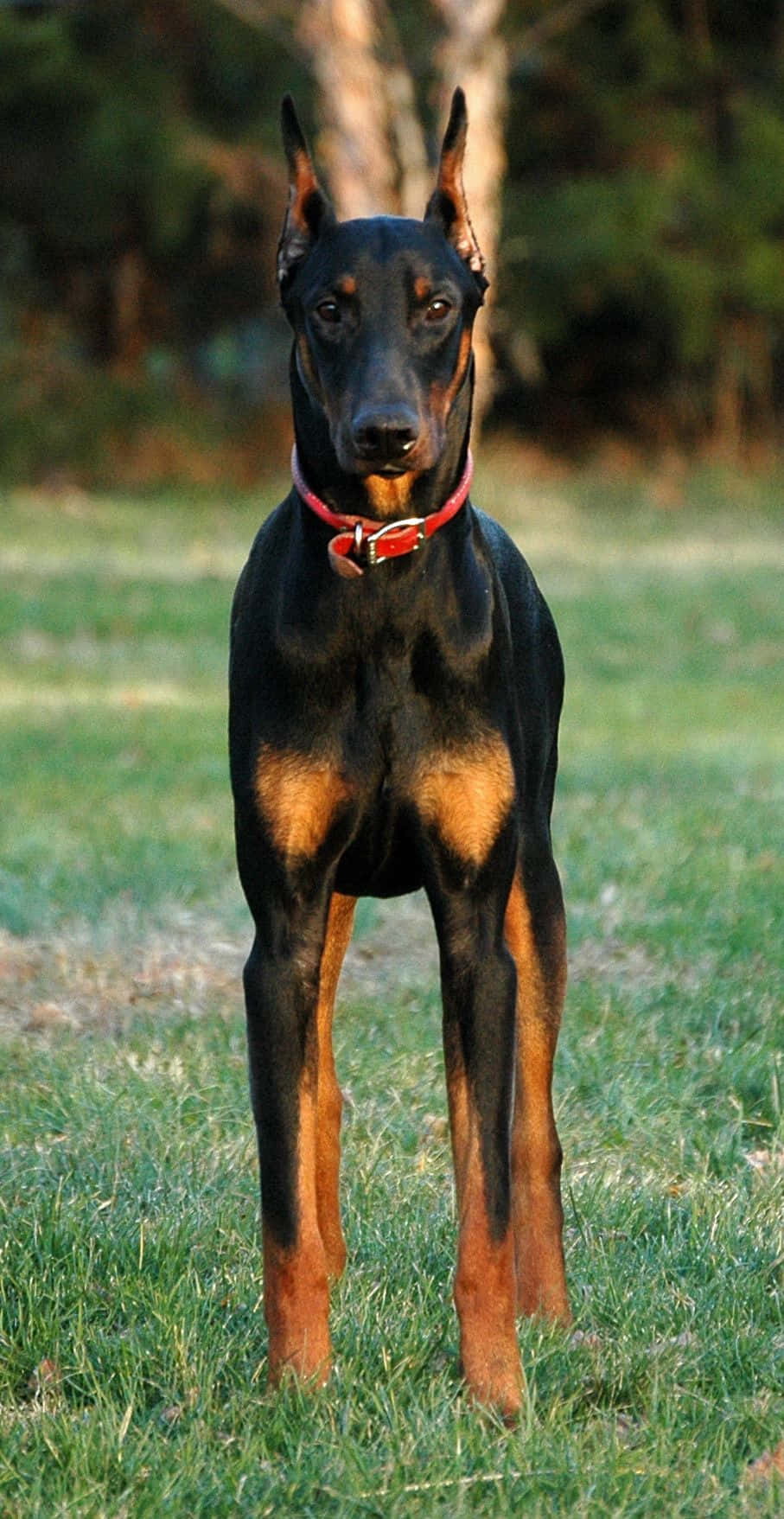 Doberman Stand Wallpaper