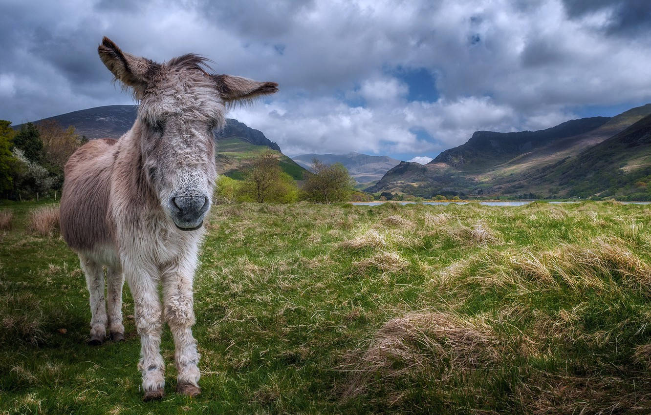 Donkey On Mountain Top Wallpaper