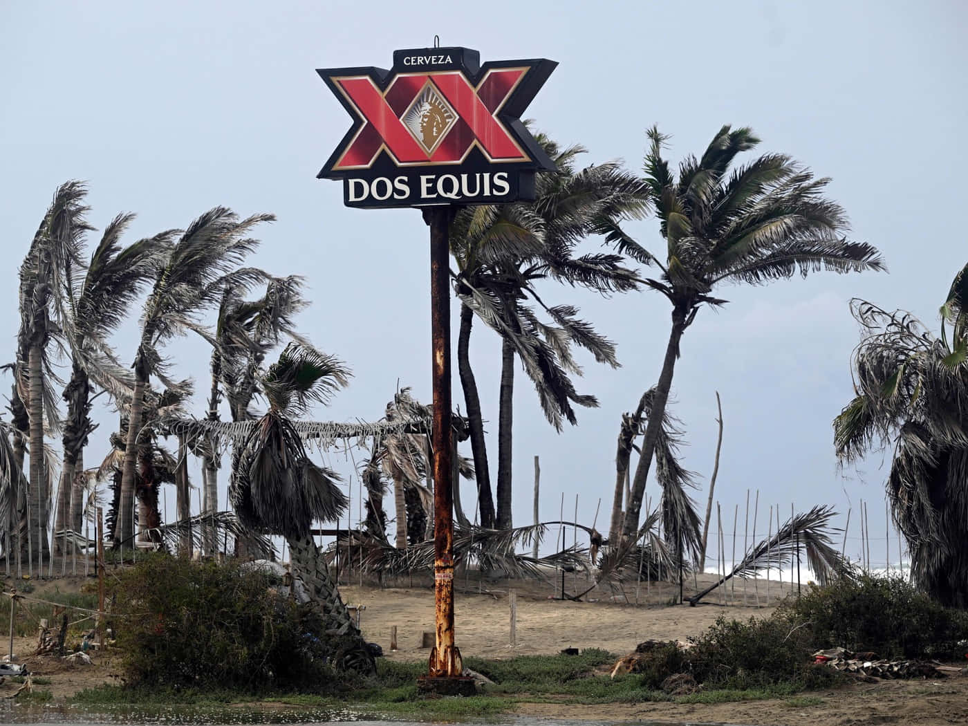 Dos Equis Beer Sign Among Palm Trees Wallpaper