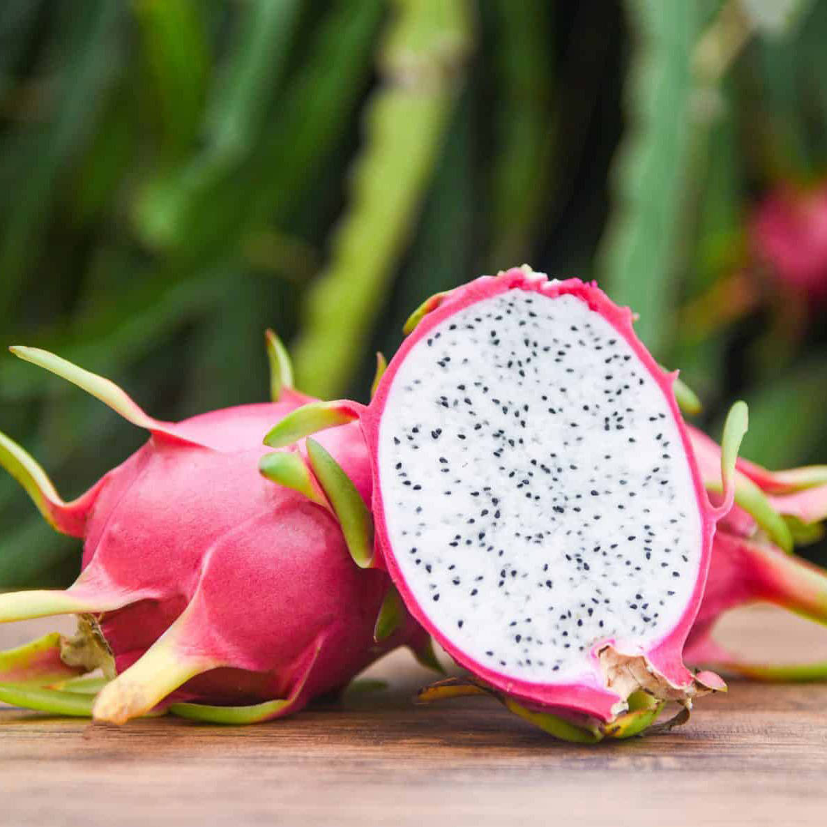 Dragonfruit Outdoor Fruit Photography Wallpaper