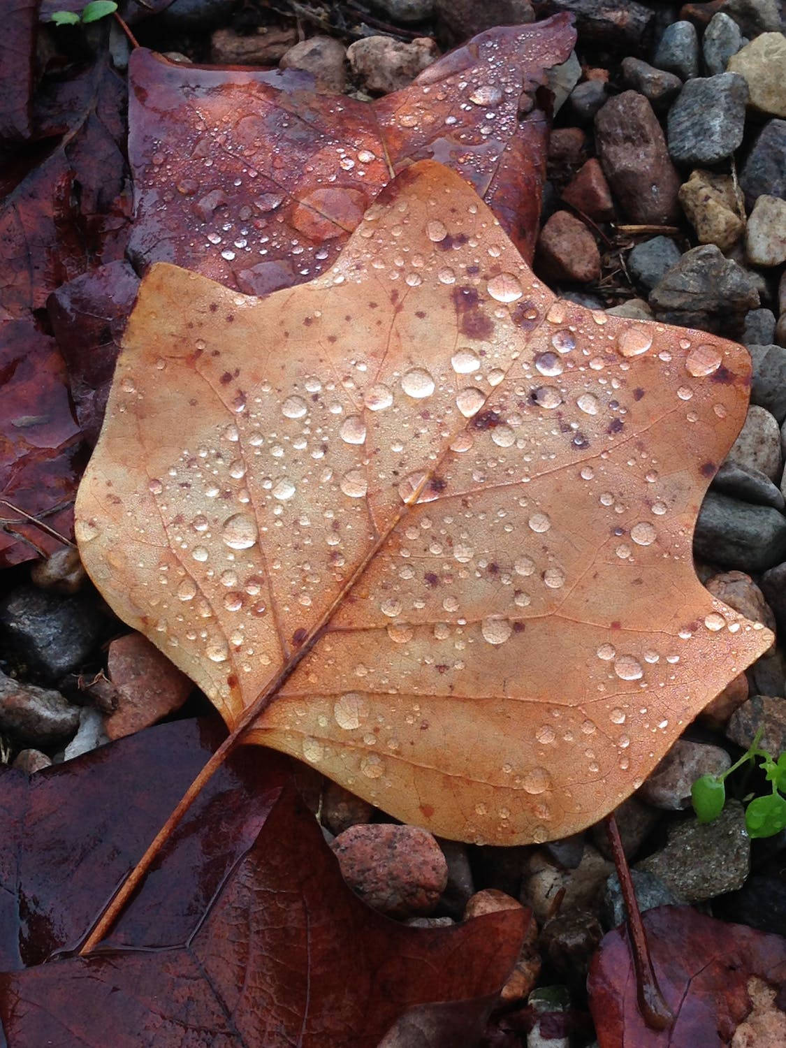 Dried Leaves Iphone 11 Pro 4k Wallpaper