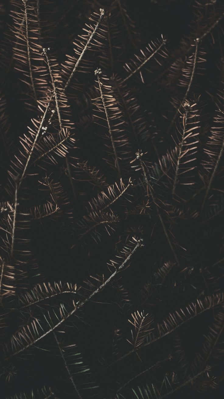 Dried Pine Leaves For Dark Autumn Wallpaper