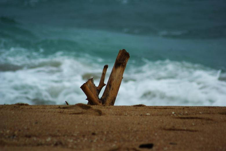 Driftwood Focus On Beach Seashore Wallpaper