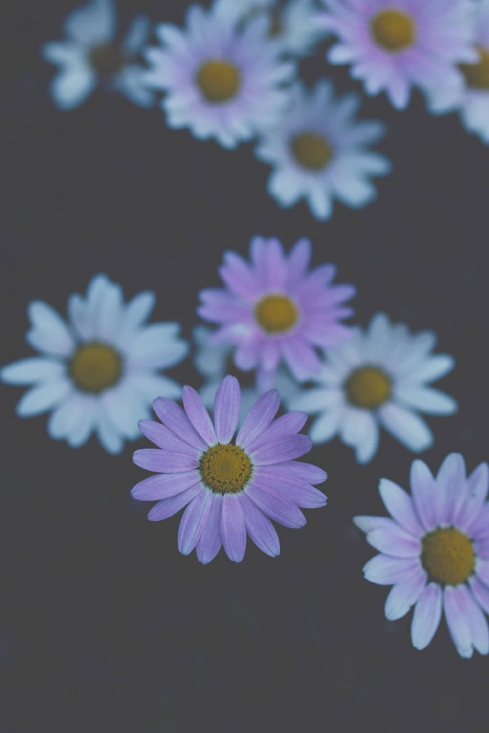 Dull Daisy Phone Wallpaper