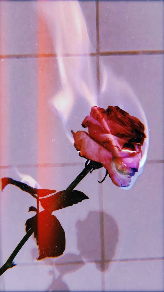 E-girl Aesthetic Burning Rose Phone Wallpaper