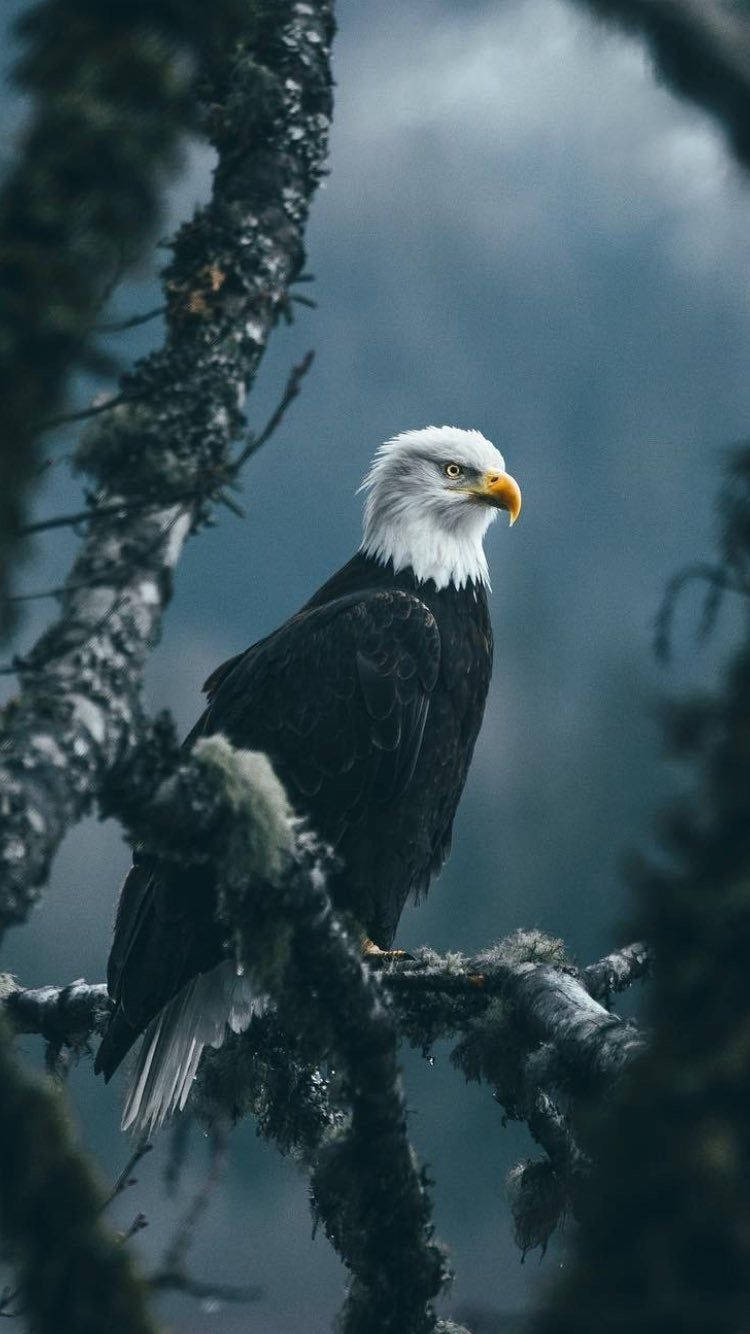 Eagle Emblem Of America Iphone Wallpaper