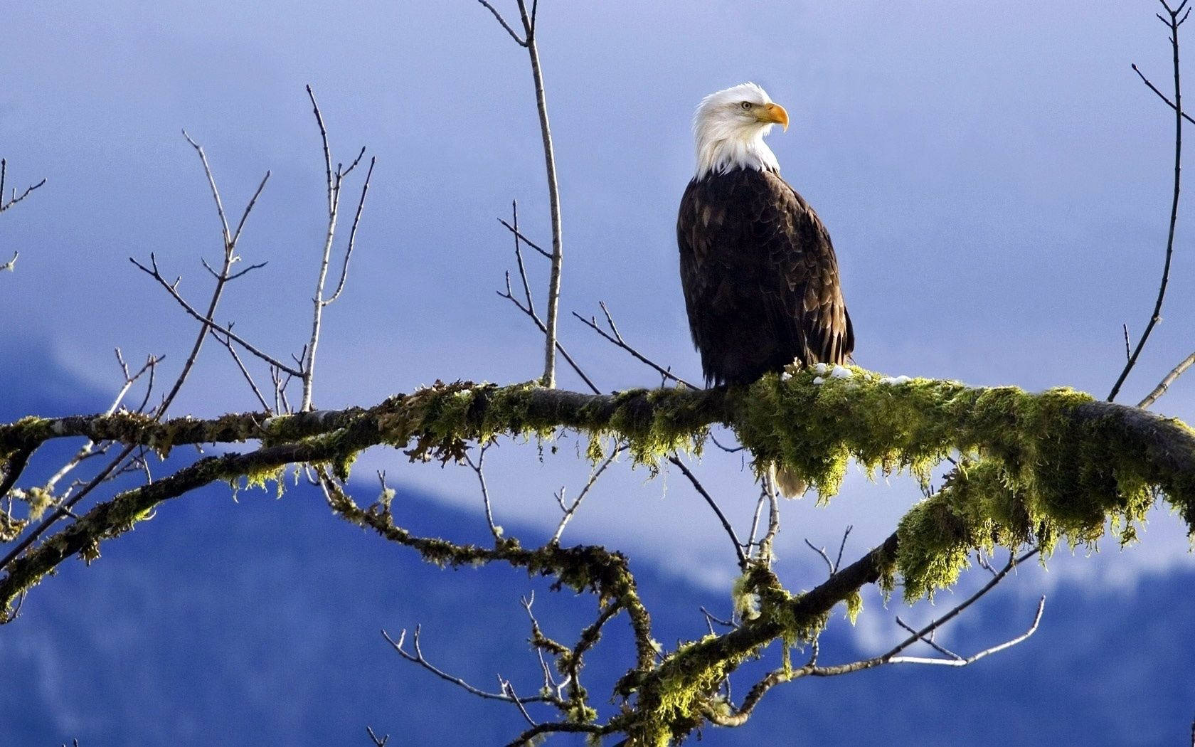 Eagle In Branch Of Tree Wallpaper