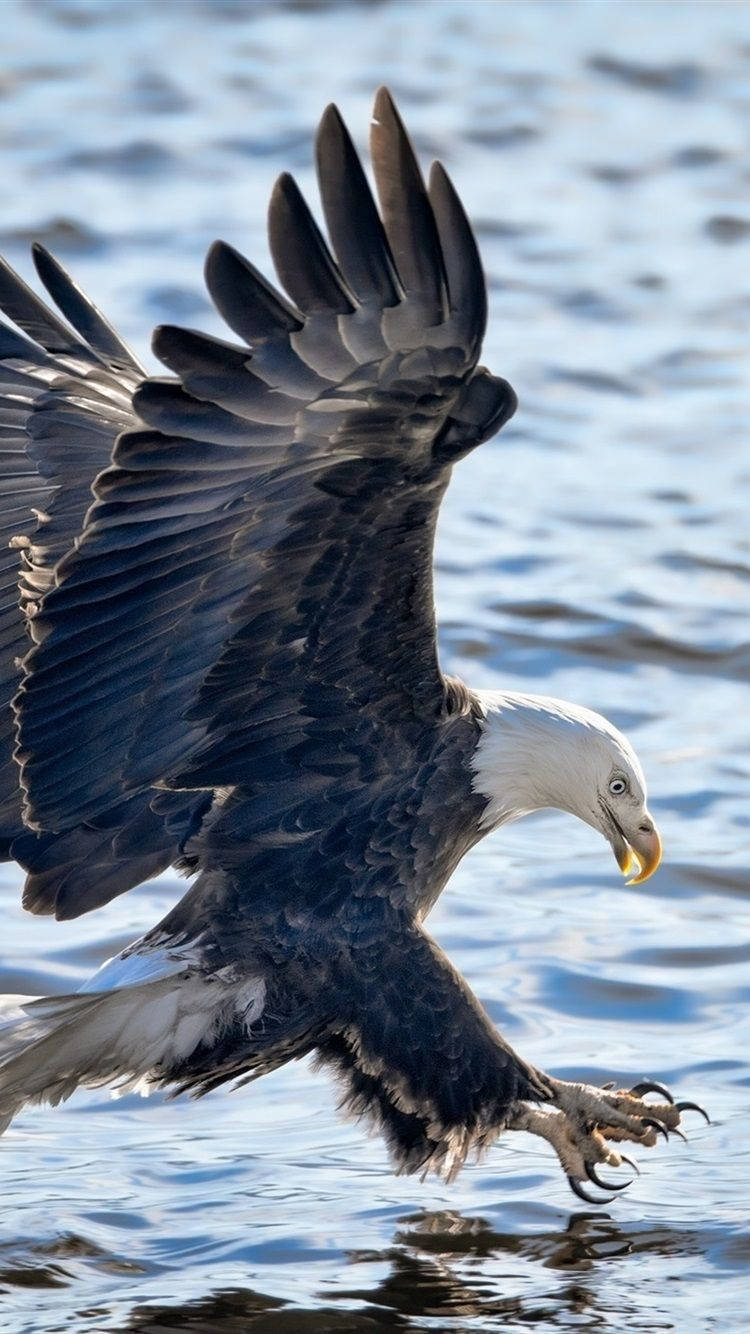 Eagle Of America Iphone Wallpaper