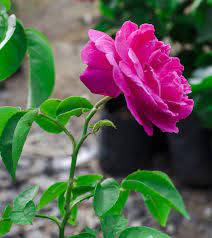 Eaglesford Pink Rose Plant Wallpaper