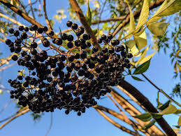 Elderberry Fruits Low Angle Shot Wallpaper