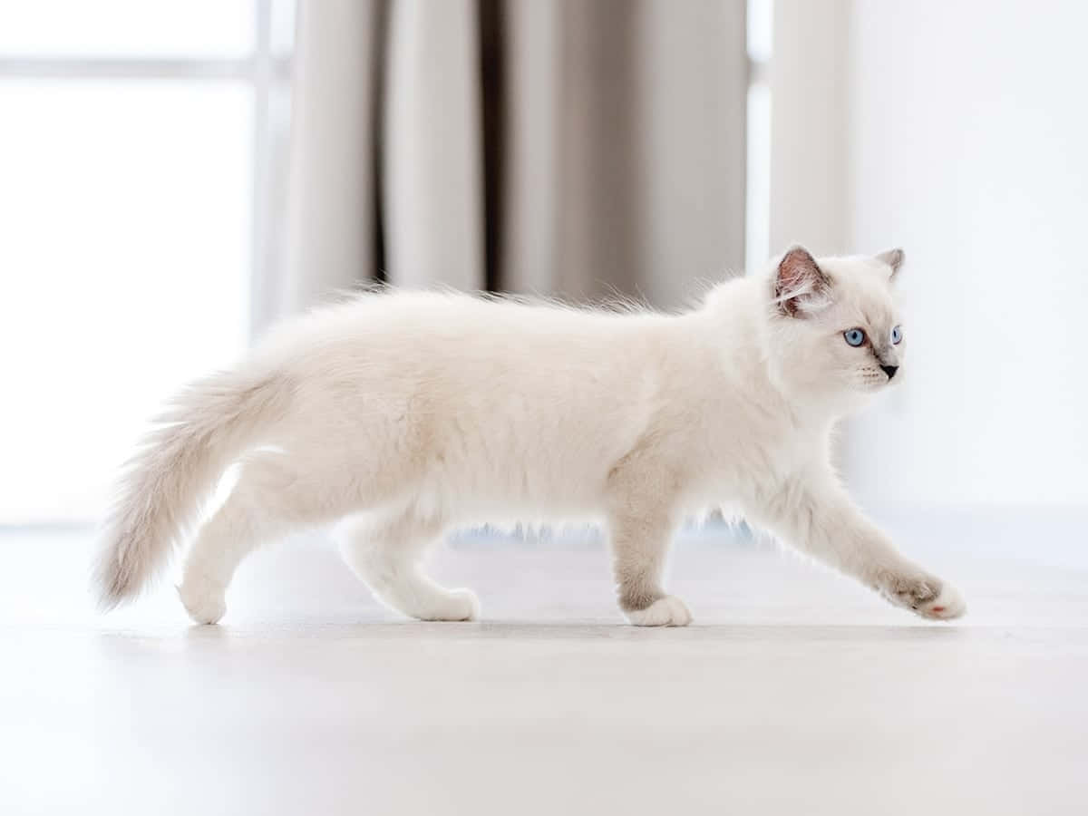 Elegant White Cat Blue Eyes Wallpaper