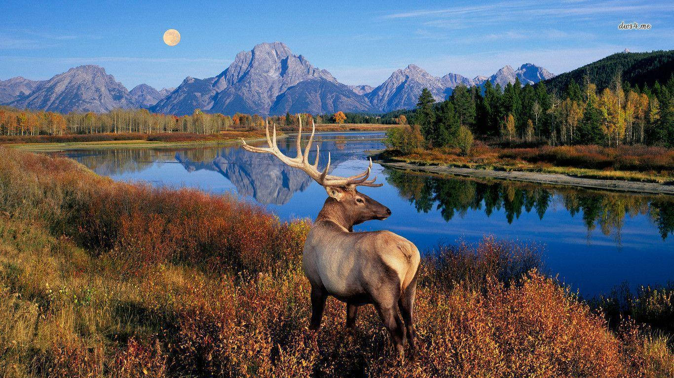 Elk Blue Sky Full Moon Wallpaper