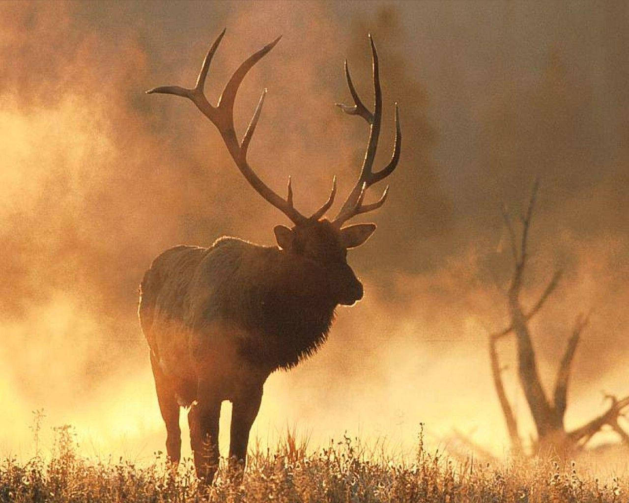 Elk Forest Fire Wallpaper