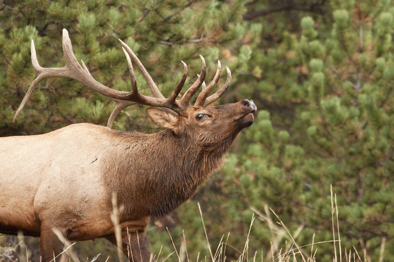 Elk Looking Up Wallpaper