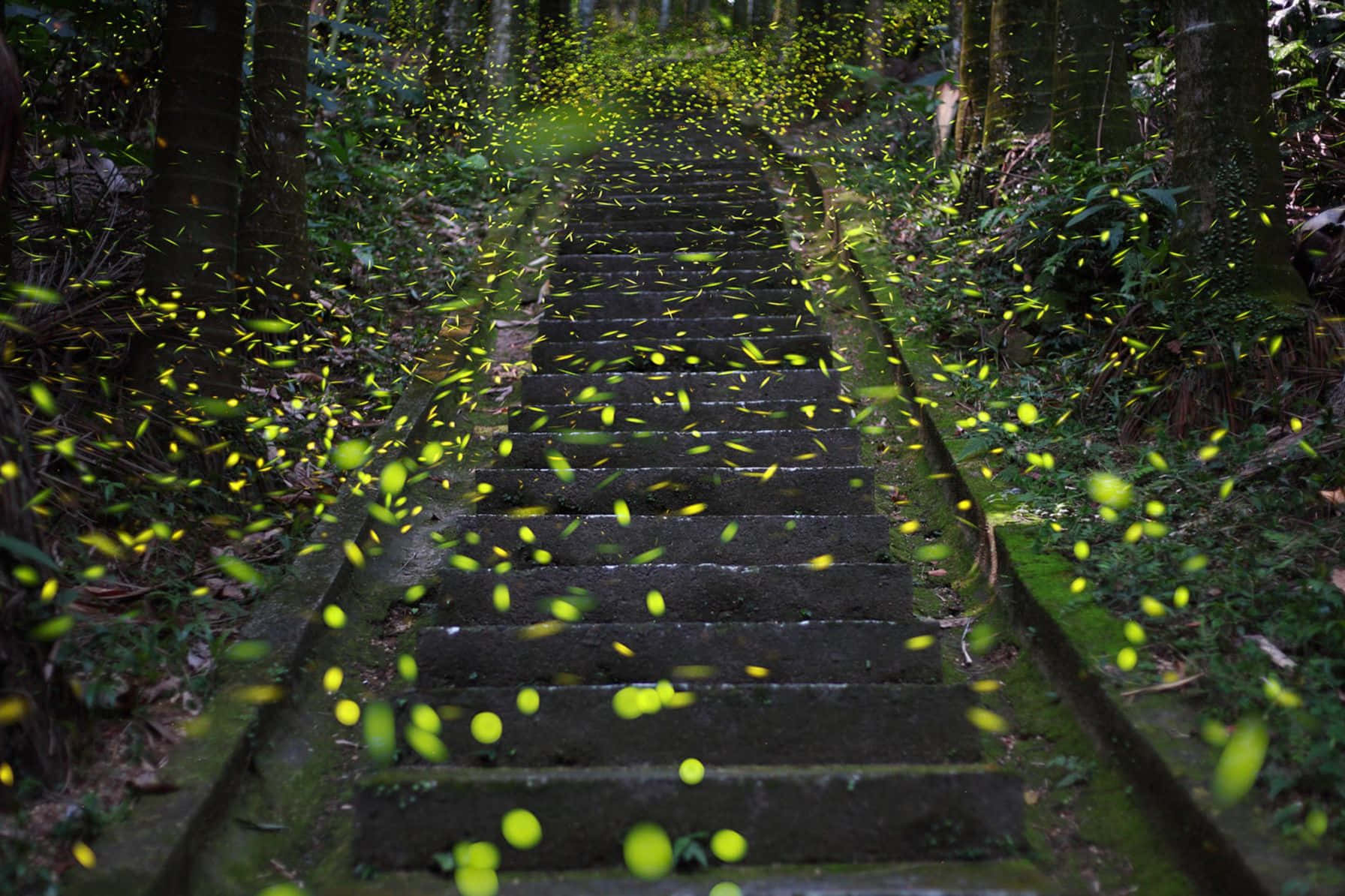 Enchanted Firefly Staircase Wallpaper