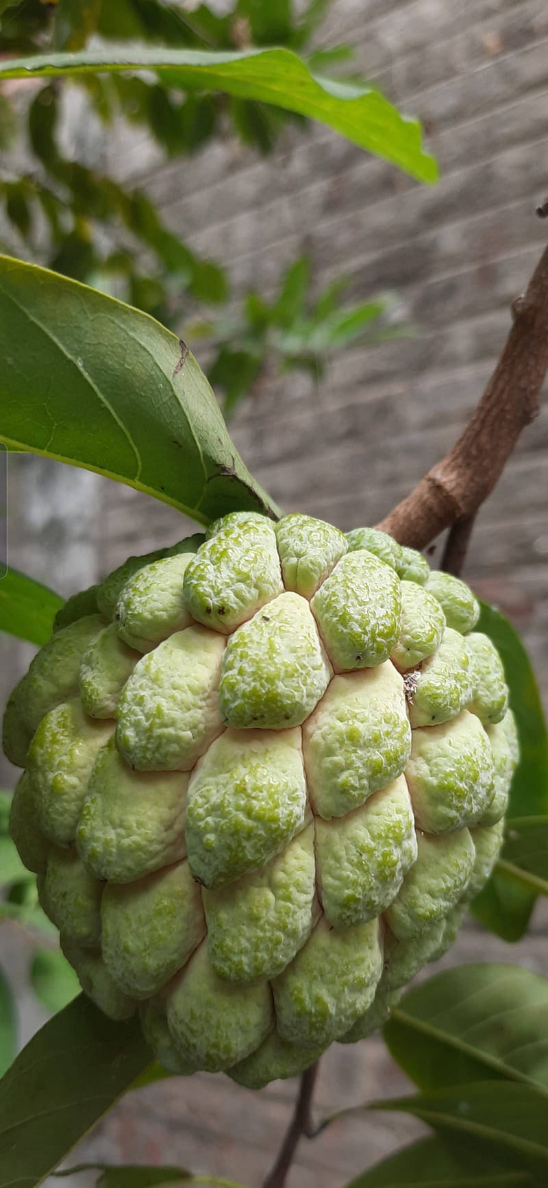 Enchanting Custard Apple Hanging Gracefully From A Tree Branch Wallpaper