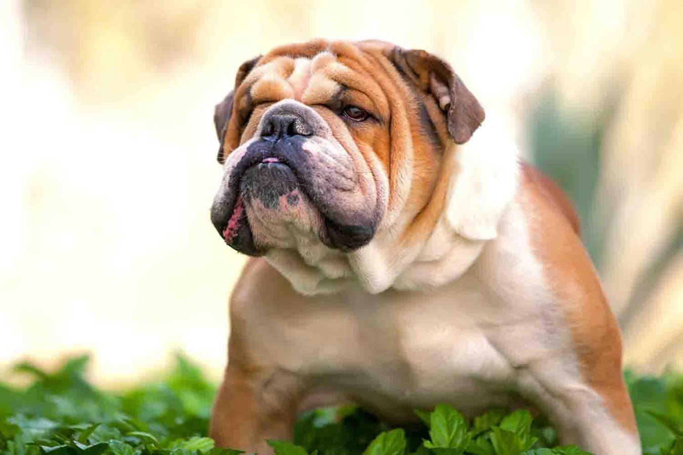 English Bulldog 1350 X 900 Wallpaper